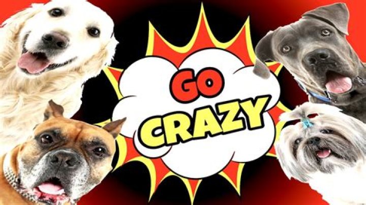 Question: What Noises Make Dogs Go Crazy