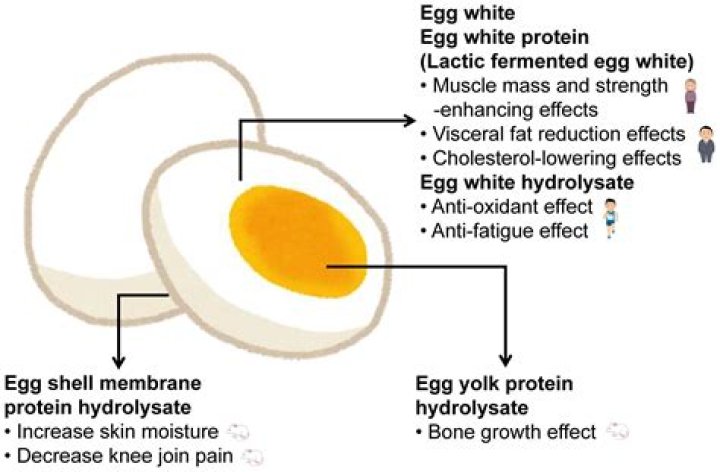 Question: What Part Of An Egg Is Protein