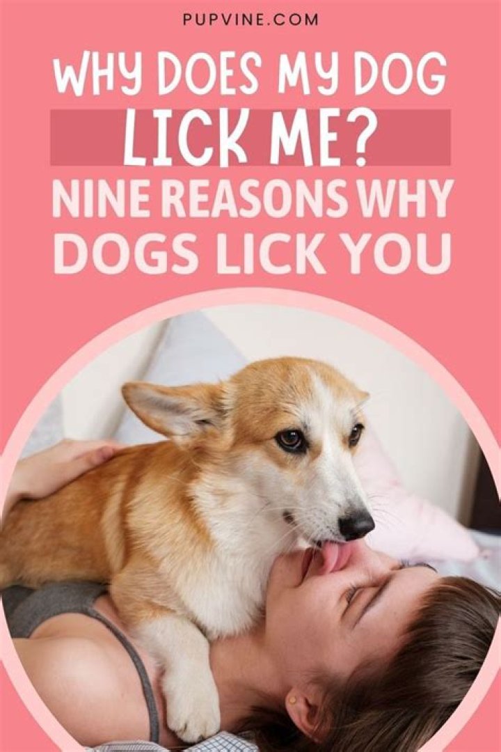 Question: Why Does My Dog Lick His Penis