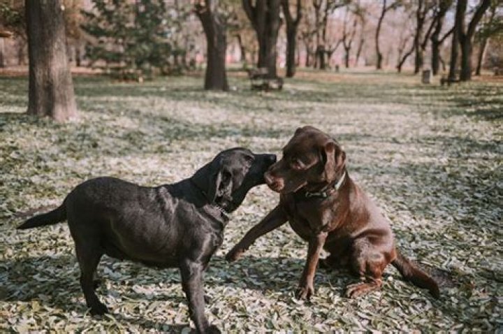 Question: Why Does My Male Dog Keep Licking My Female