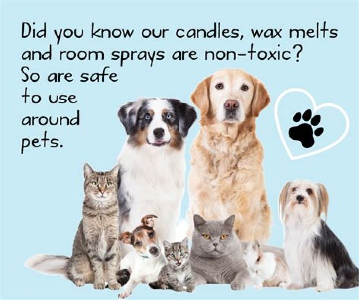 Quick Answer: Are Better Homes And Gardens Wax Melts Toxic To Dogs