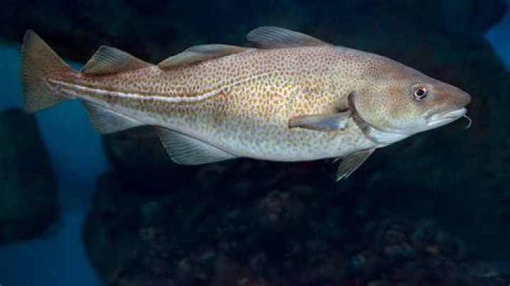 Quick Answer: Are Cod Fresh Water Fish