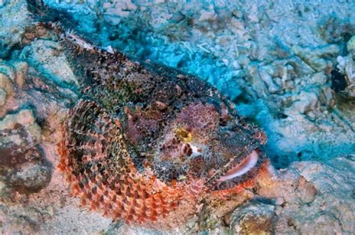 Quick Answer: Are Flounder Fish Poisonous