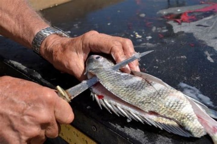 Quick Answer: Are Freshwater Sheepshead Fish Good To Eat