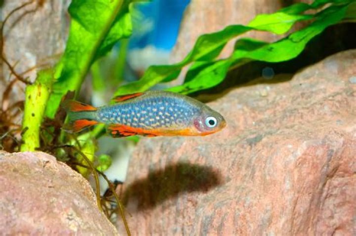 Quick Answer: Are Galaxy Rasboras Hardy Fish