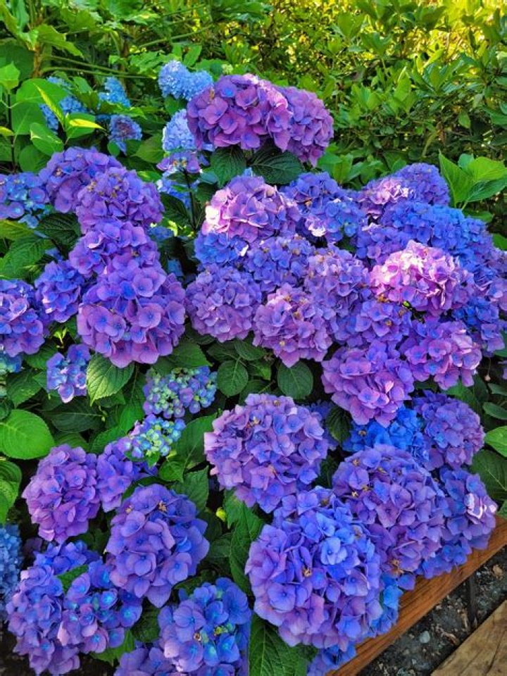 Quick Answer: Are Hydrangea Bushes Low Maintenance
