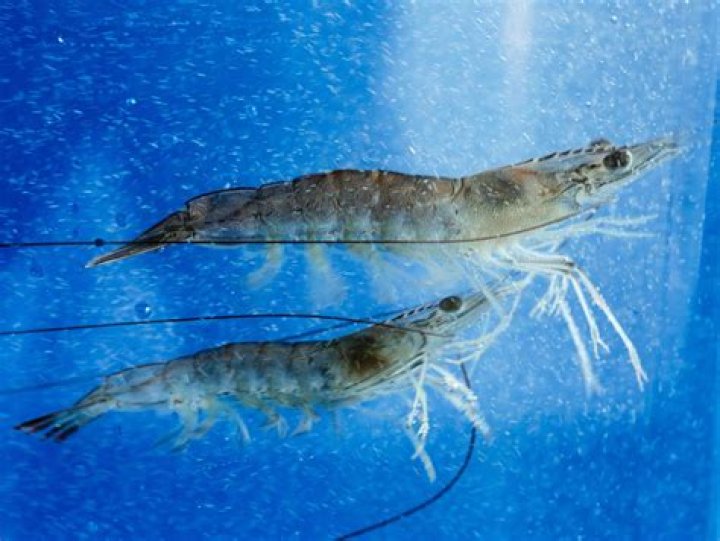 Quick Answer: Are Shrimp A Fish