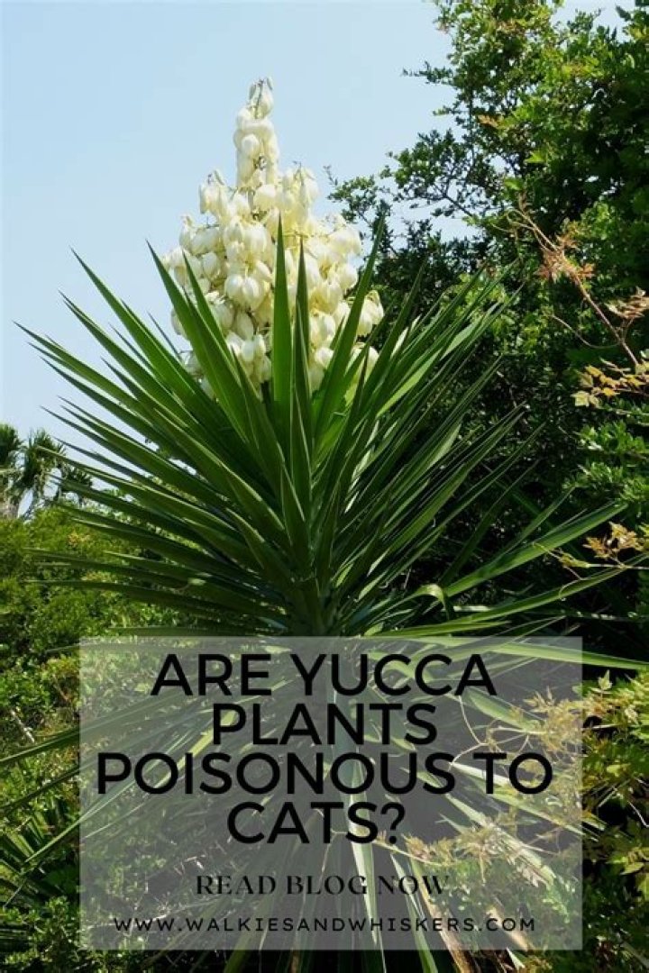 Quick Answer: Are Yucca Plants Poisonous To Cats And Dogs