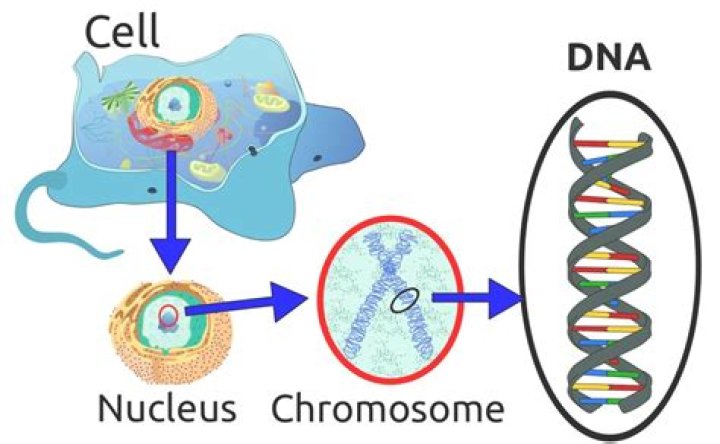 Quick Answer: Can Dna Travel Outside The Nucleus