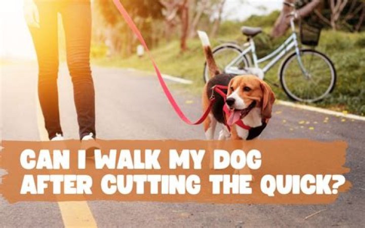 Quick Answer: Can I Walk My Dog After Cutting The Quick