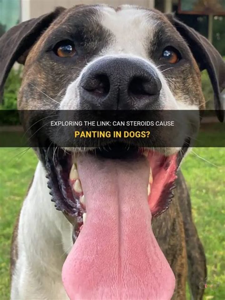 Quick Answer: Can Steroids Cause Muscle Weakness In Dogs