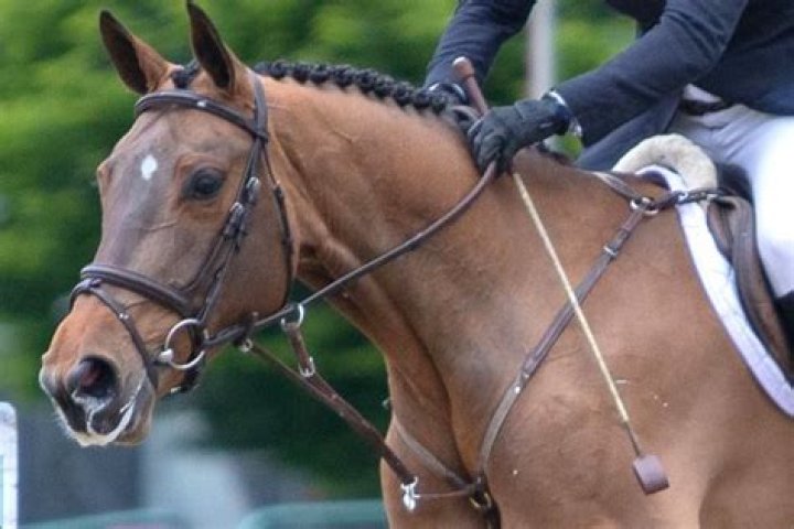 Quick Answer: Can You Be Injured By A Riding Crop
