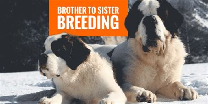 Quick Answer: Can You Breed Brother And Sister Dogs