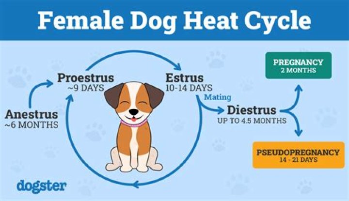 Quick Answer: Do Female Rabbits Have Heat Cycles