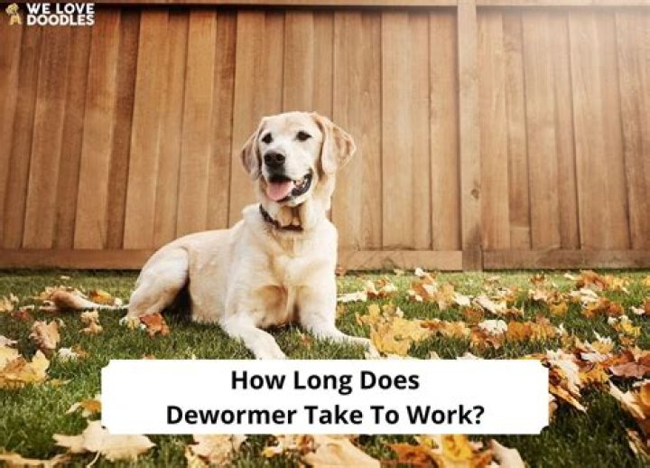 Quick Answer: Does Dewormer Make Dogs Pee More