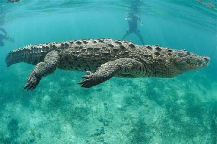 Quick Answer: How Fast Can A Crocodile Swim