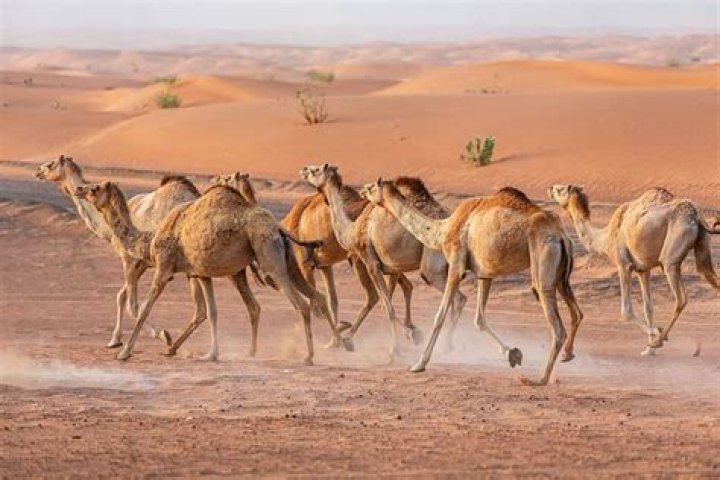 Quick Answer: How Fast Can Camels Travel