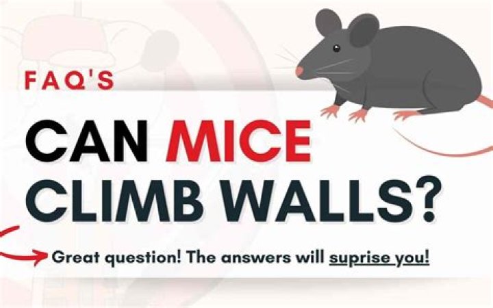 Quick Answer: How High Can Mice Climb Vertically