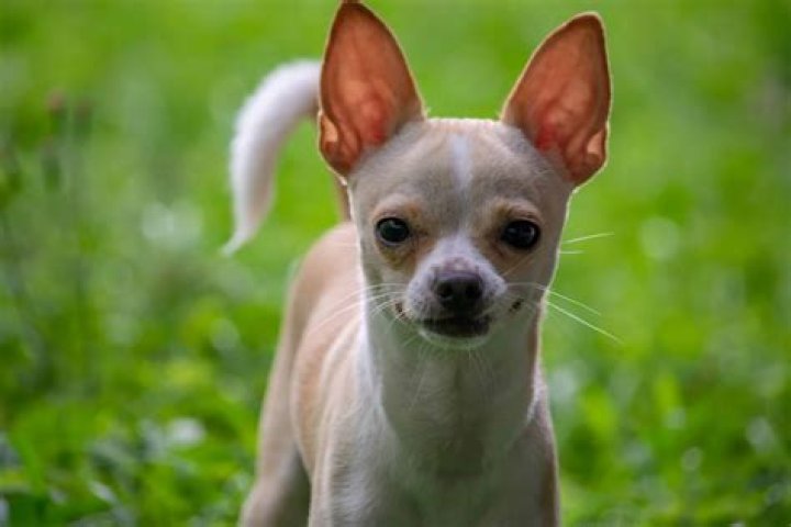 Quick Answer: How Long Do Chihuahua Mix Dogs Live
