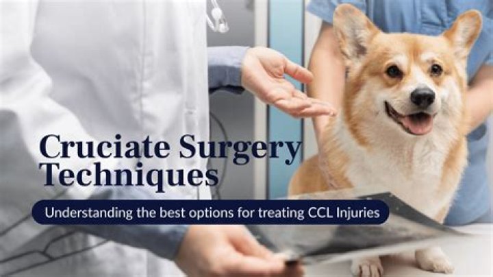 Quick Answer: How Long Until My Dogs Stops Limping From Ccl Surgery