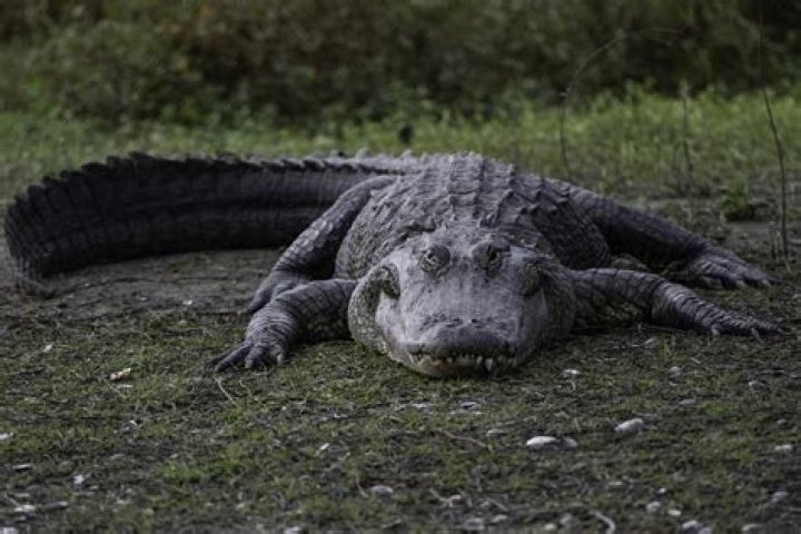 Quick Answer: How Tall Is A Crocodile