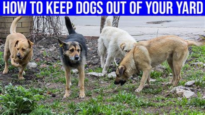 Quick Answer: How To Keep A Dog From Smelling Weed