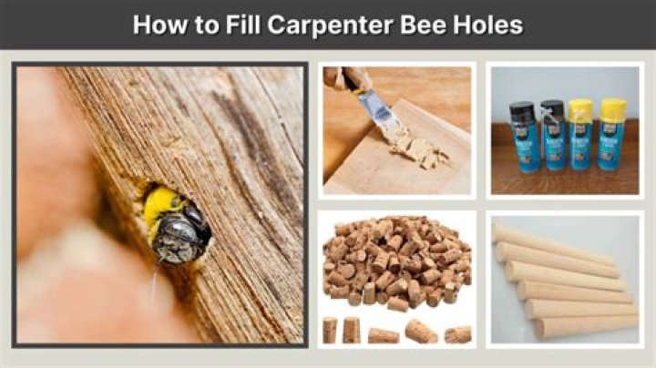 Quick Answer: How To Repair Carpenter Bee Holes In Logs