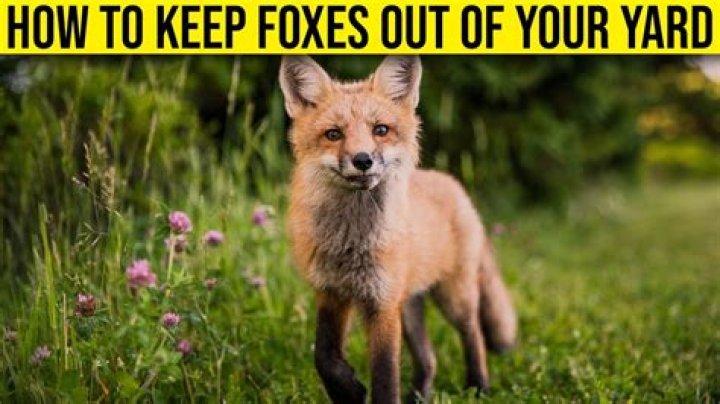 Quick Answer: How To Scare A Fox Away