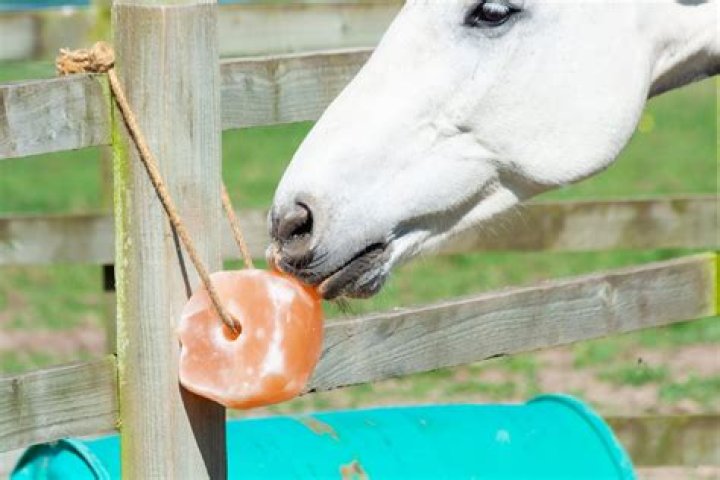 Quick Answer: Is A Salt Lick Good For Dogs