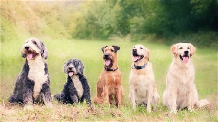 Quick Answer: Is Citronella Scent Safe For Dogs