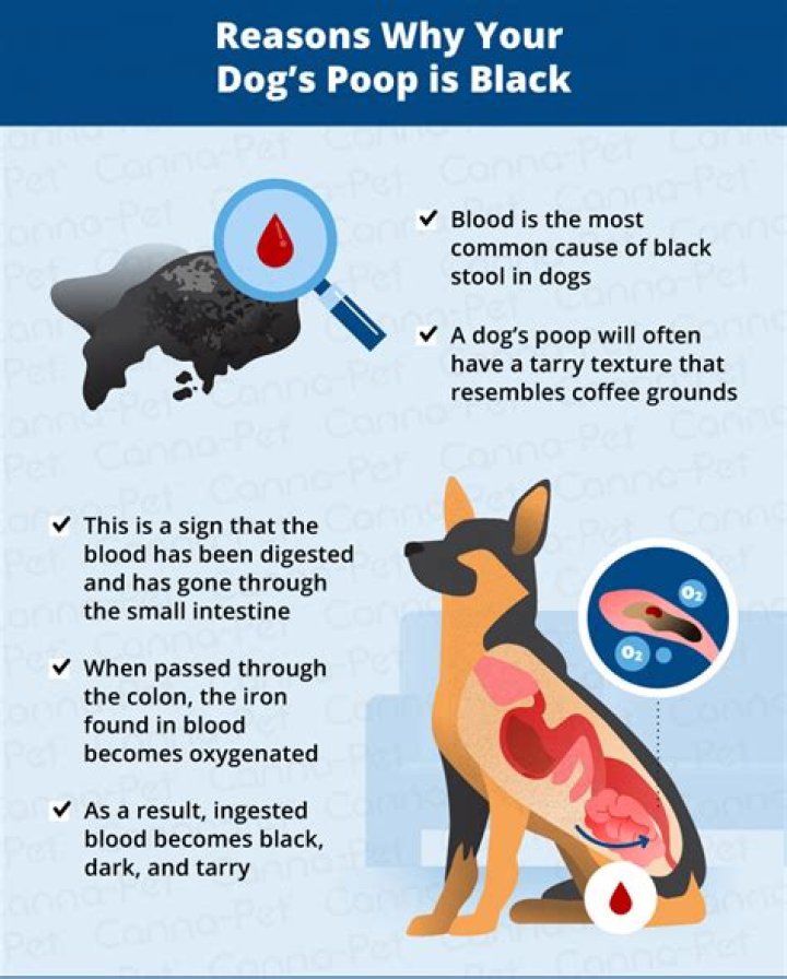 Quick Answer: Is Dark Dog Poop Bad