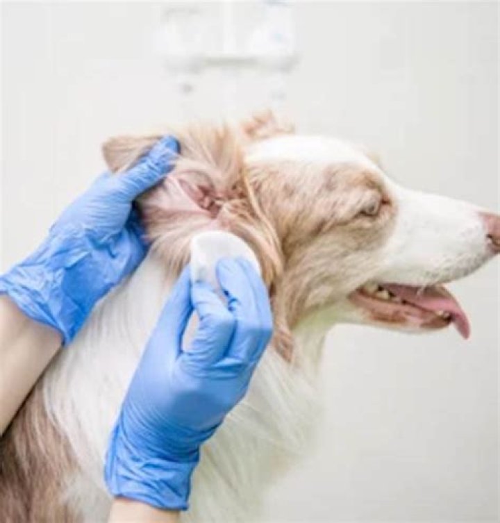 Quick Answer: Is Fish Amoxicillin Good For Treating Dog’s Ear Infections