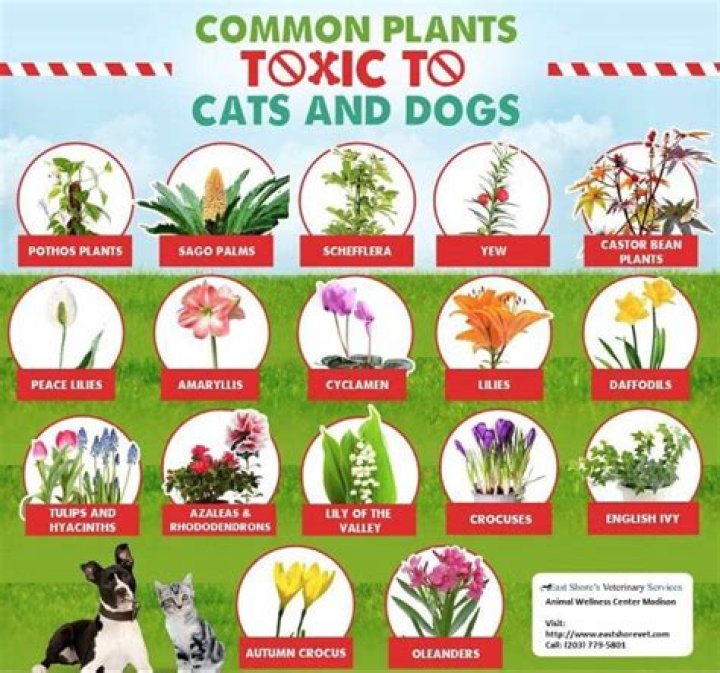 Quick Answer: Is Geranium Poisonous To Dogs And Cats