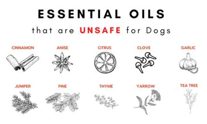 Quick Answer: Is Patchouli Essential Oil Safe For Dogs