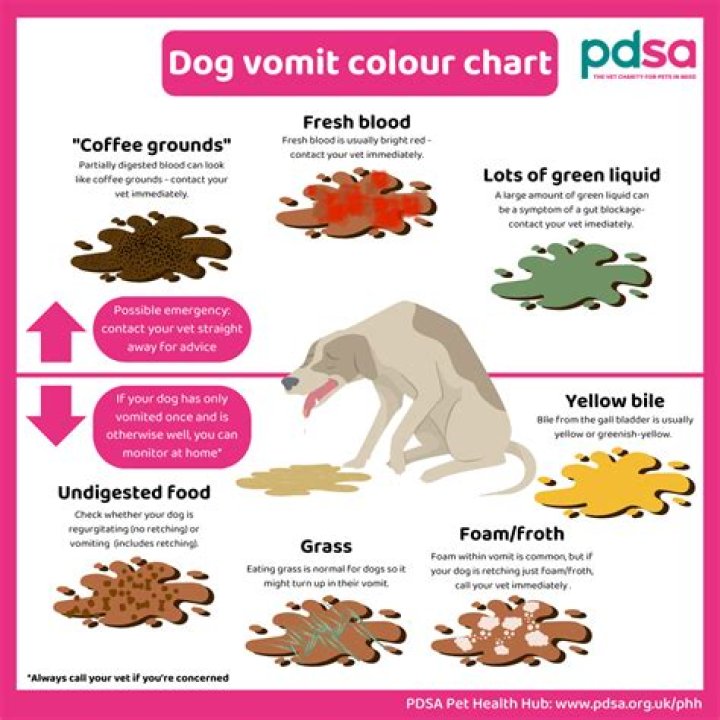 Quick Answer: What Causes Dogs To Hack After Drinking Water
