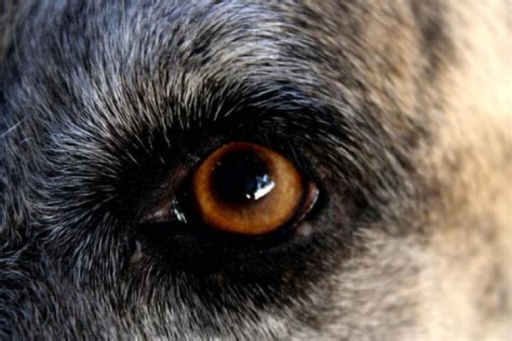 Quick Answer: What Do Dilated Pupils Look Like In Dogs