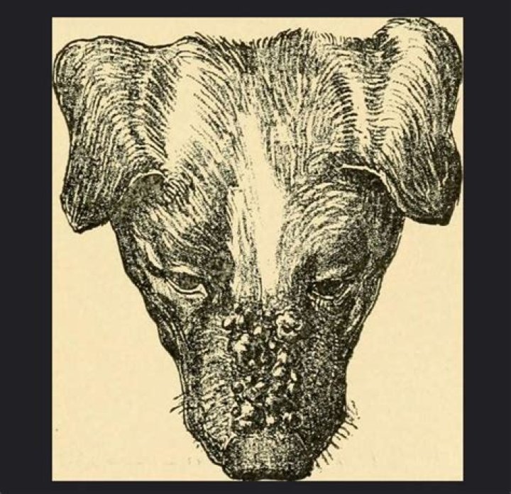 Quick Answer: What Do Dog Blackheads Look Like
