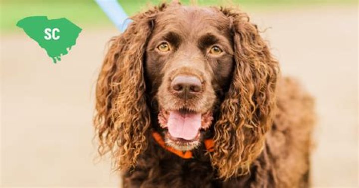 Quick Answer: What Is The State Dog Of South Carolina