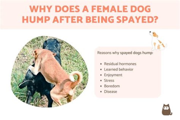 Quick Answer: What Makes Female Dogs Hump Pillows