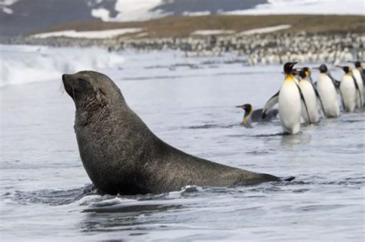 Quick Answer: What Seals Eat Penguins