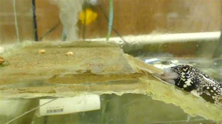 Quick Answer: When An Eel Climbs A Ramp