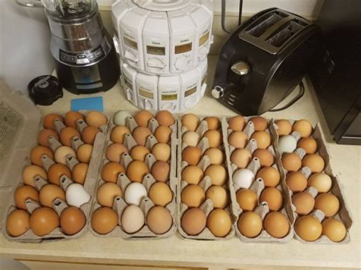 Quick Answer: When I Was A Lad I Ate 4 Dozen Eggs