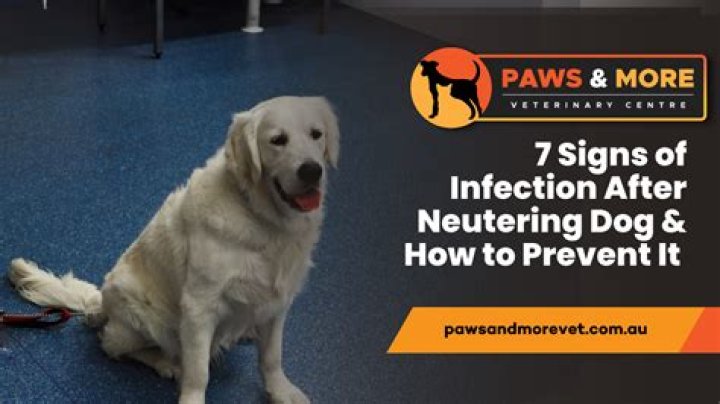 Quick Answer: When Will Dog Stop Whining After Neuter