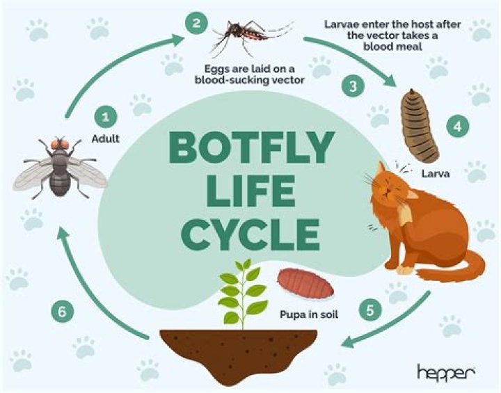 Quick Answer: Where Does The Botfly Live