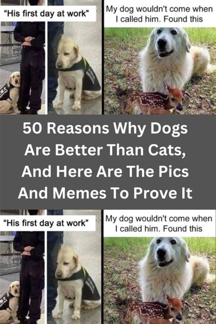Quick Answer: Why Dogs Are Better Than Cats Meme