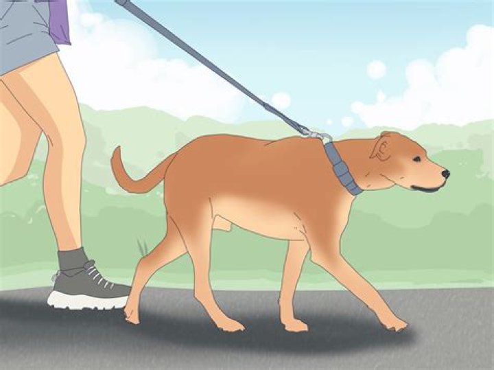 Quick Answer: Will A Dog Mate With A Fox