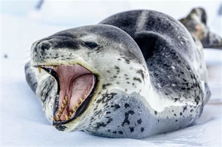 What Animals Eat Leopard Seals