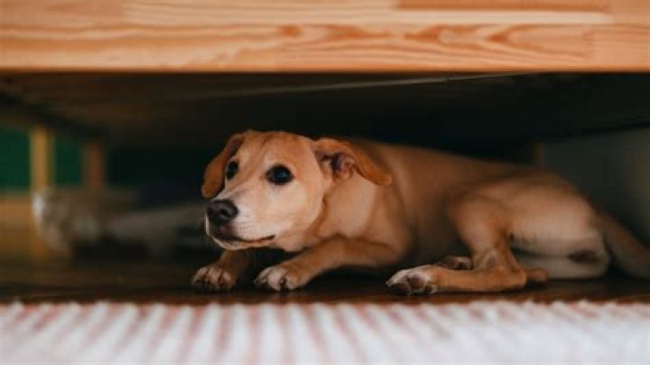 What Causes Quivering Jaw In Dog
