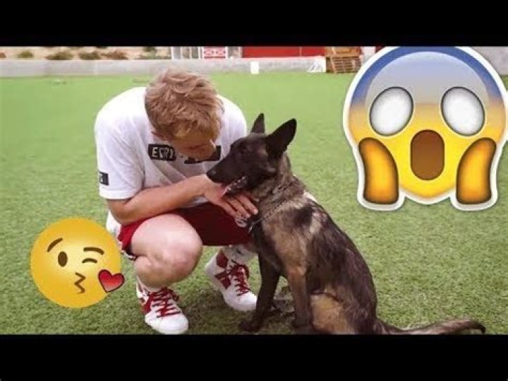 What Happened To Jake Paul’s Dog Apollo