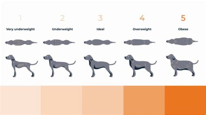 What Is The Average Weight Of A Dog